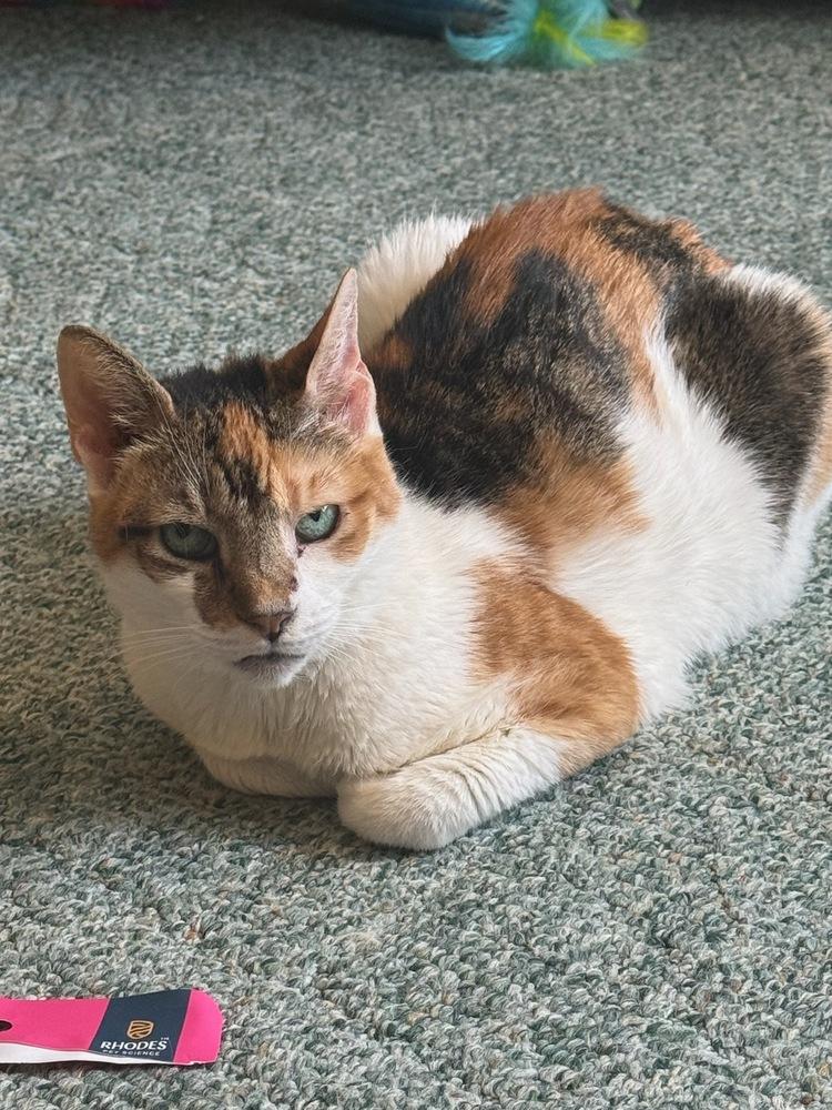 Enlarge Peanut, a Adoptable Domestic Short Hair in Skippack, PA image 1/5