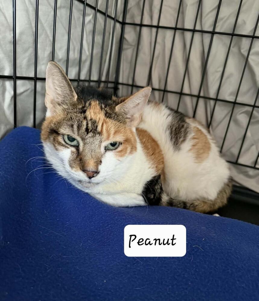 Enlarge Peanut, a Adoptable Domestic Short Hair in Skippack, PA image 2/5