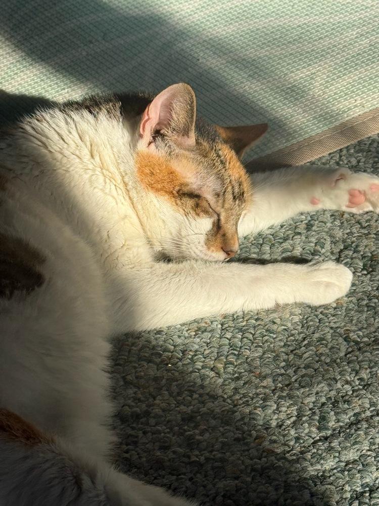 Enlarge Peanut, a Adoptable Domestic Short Hair in Skippack, PA image 3/5