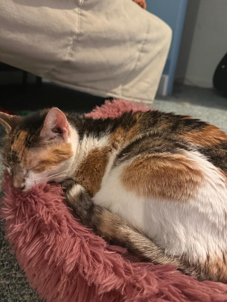 Enlarge Peanut, a Adoptable Domestic Short Hair in Skippack, PA image 4/5