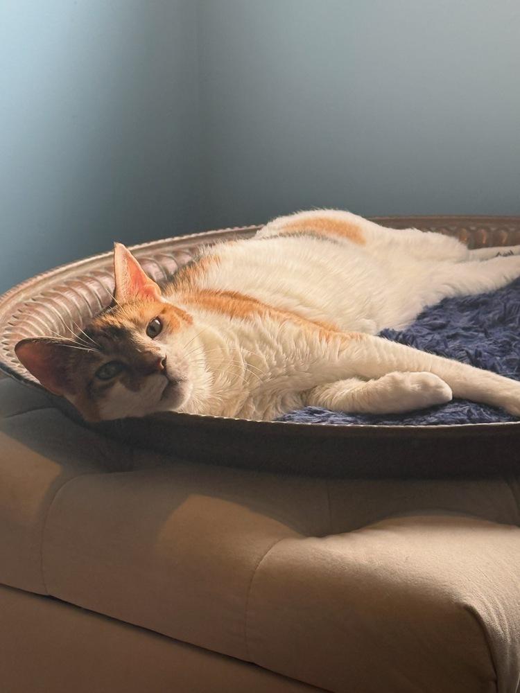 Enlarge Peanut, a Adoptable Domestic Short Hair in Skippack, PA image 5/5