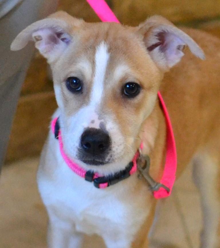 Enlarge Pippa, a Adoptable mixed breed in White Plains, NY image 1/5