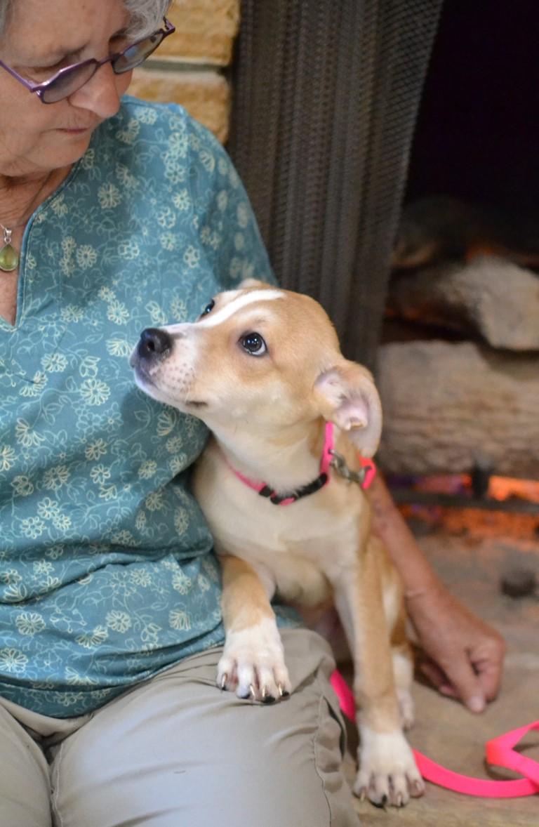 Enlarge Pippa, a Adoptable mixed breed in White Plains, NY image 3/5