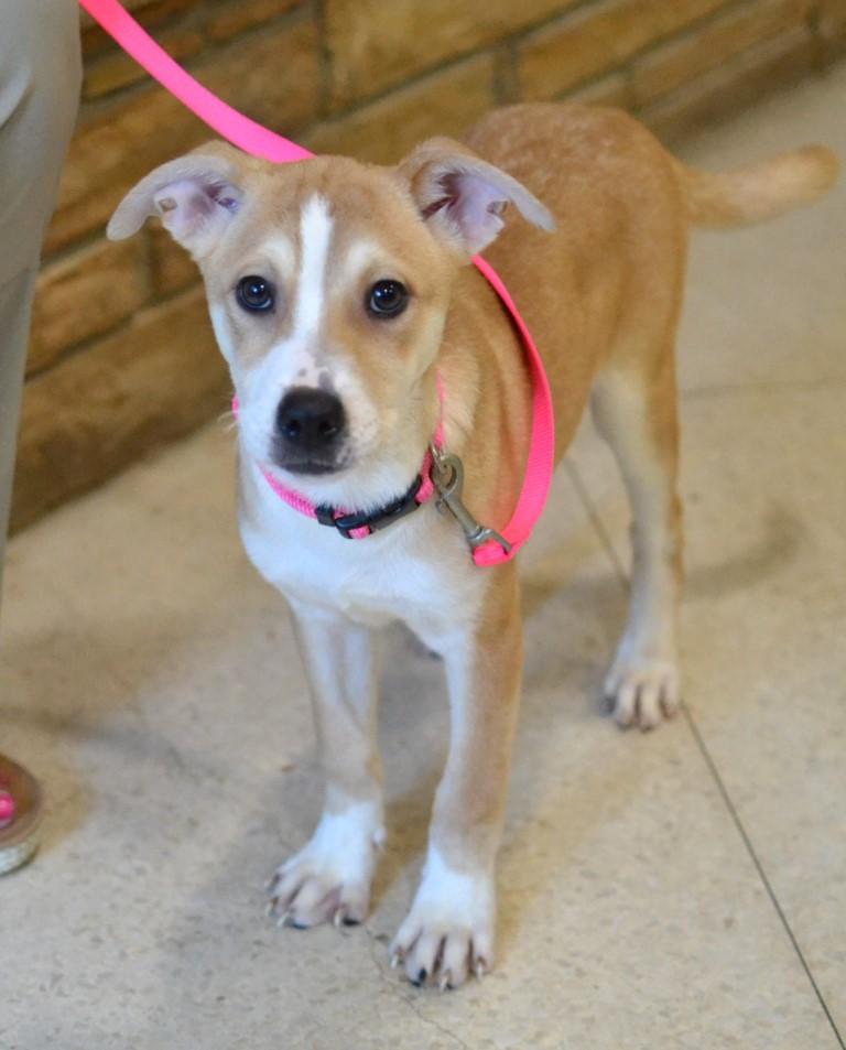 Enlarge Pippa, a Adoptable mixed breed in White Plains, NY image 2/5