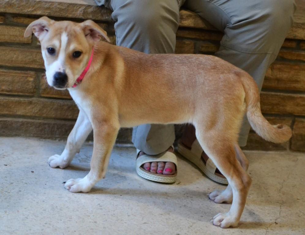 Enlarge Pippa, a Adoptable mixed breed in White Plains, NY image 4/5