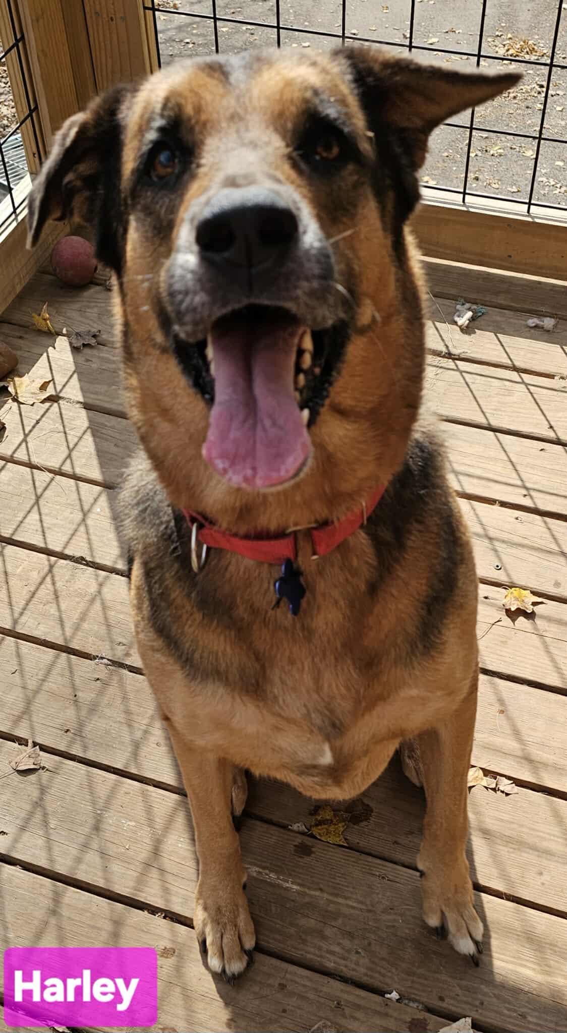 Enlarge Harley (CAT FRIENDLY), an adoptable mixed breed in Spring Hill, TN image 5/6
