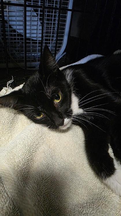 Jenny, Adoptable, Young Female Domestic Short Hair & Domestic Short Hair.