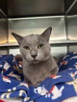 Glen Coco, Adult Male Domestic Short Hair
