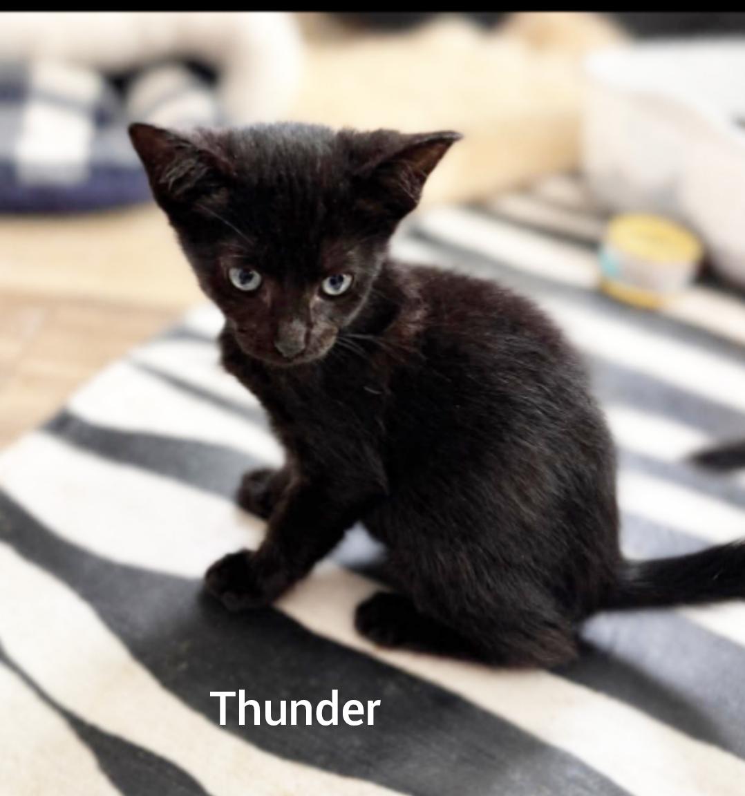 Thunder ( Orlando Fl), a ADOPTABLE American Shorthair in Orlando, FL image 2/3