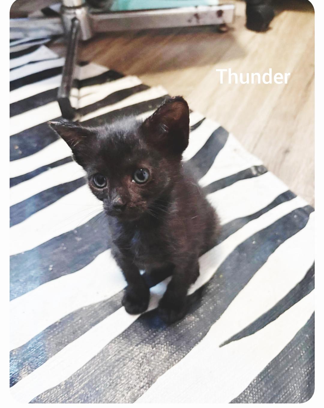 Thunder ( Orlando Fl), ADOPTABLE, Kitten Male American Shorthair.