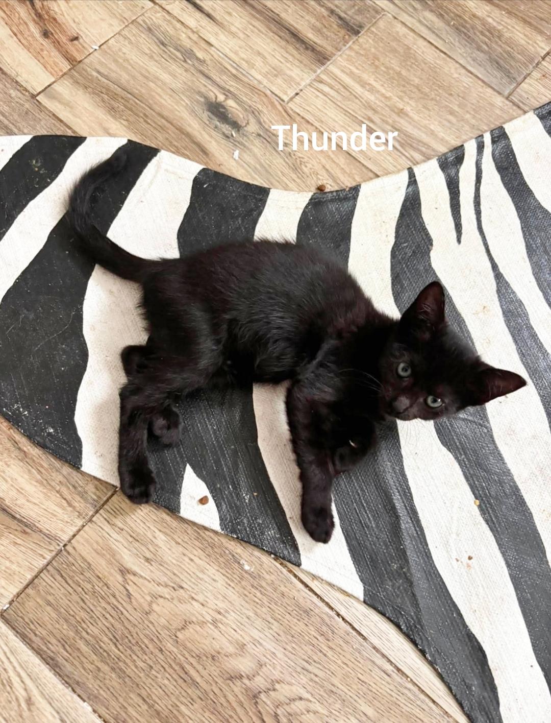 Thunder ( Orlando Fl), a ADOPTABLE American Shorthair in Orlando, FL image 3/3