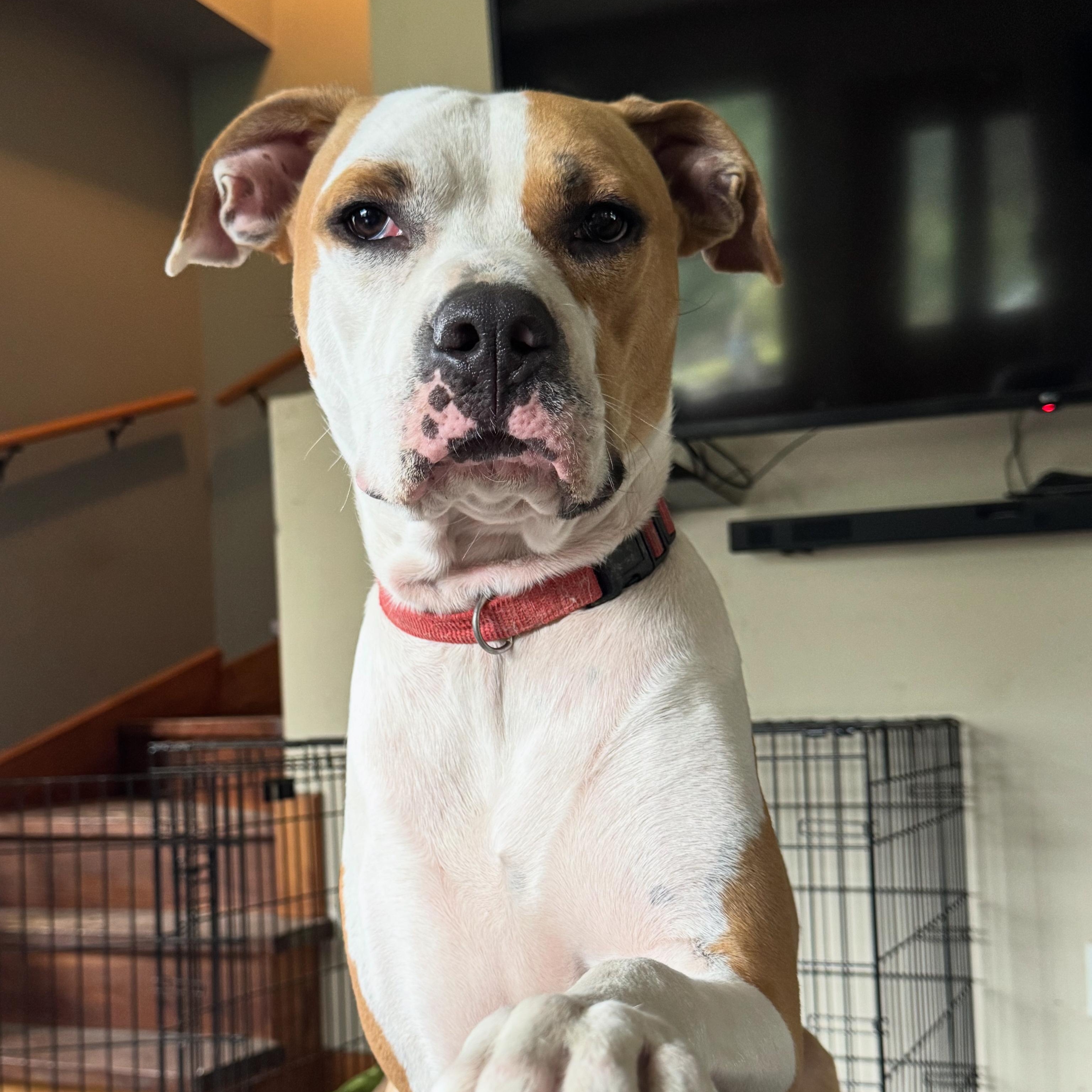 Odie, Adoptable, Young Male Pit Bull Terrier.