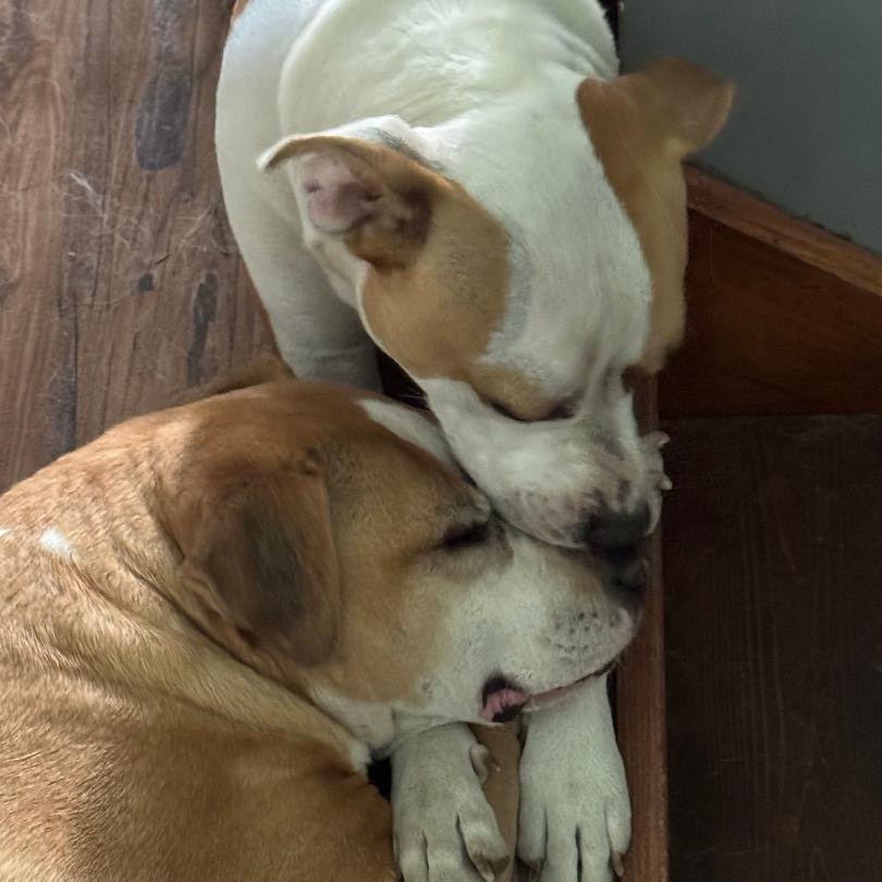 Odie, a Adoptable Pit Bull Terrier in Westchester, IL image 4/6