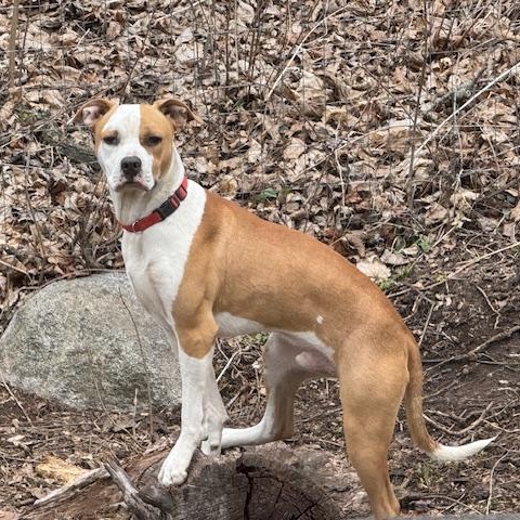 Odie, a Adoptable Pit Bull Terrier in Westchester, IL image 5/6