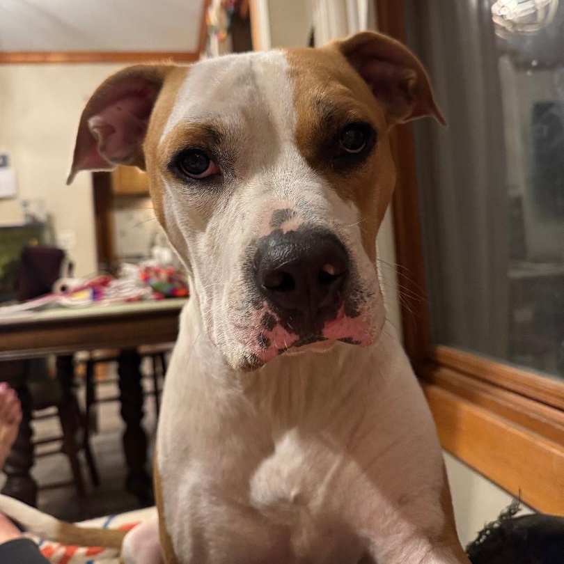 Odie, a Adoptable Pit Bull Terrier in Westchester, IL image 2/6