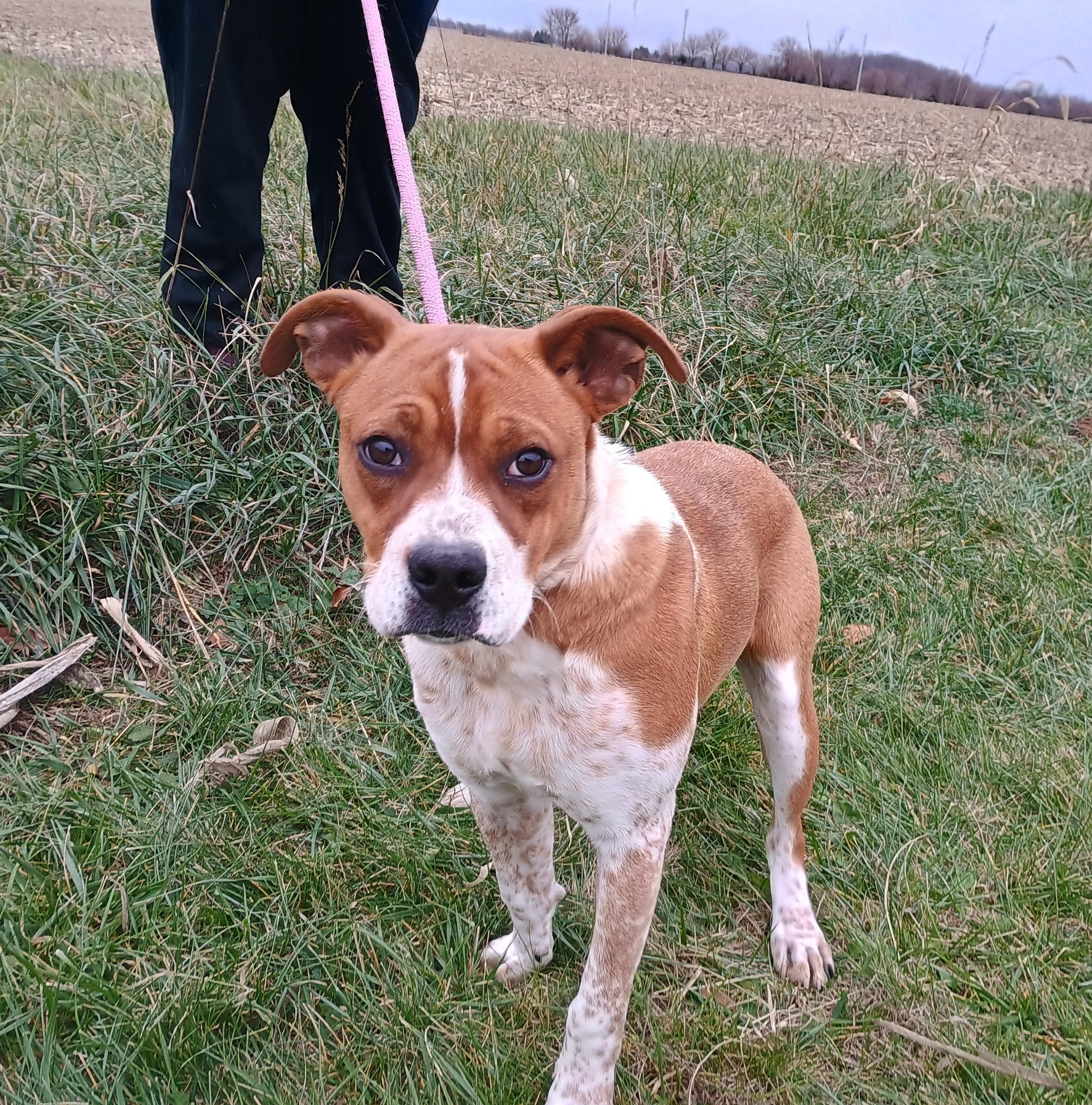 Wilbur, Adoptable, Puppy Male Boxer & Cattle Dog.