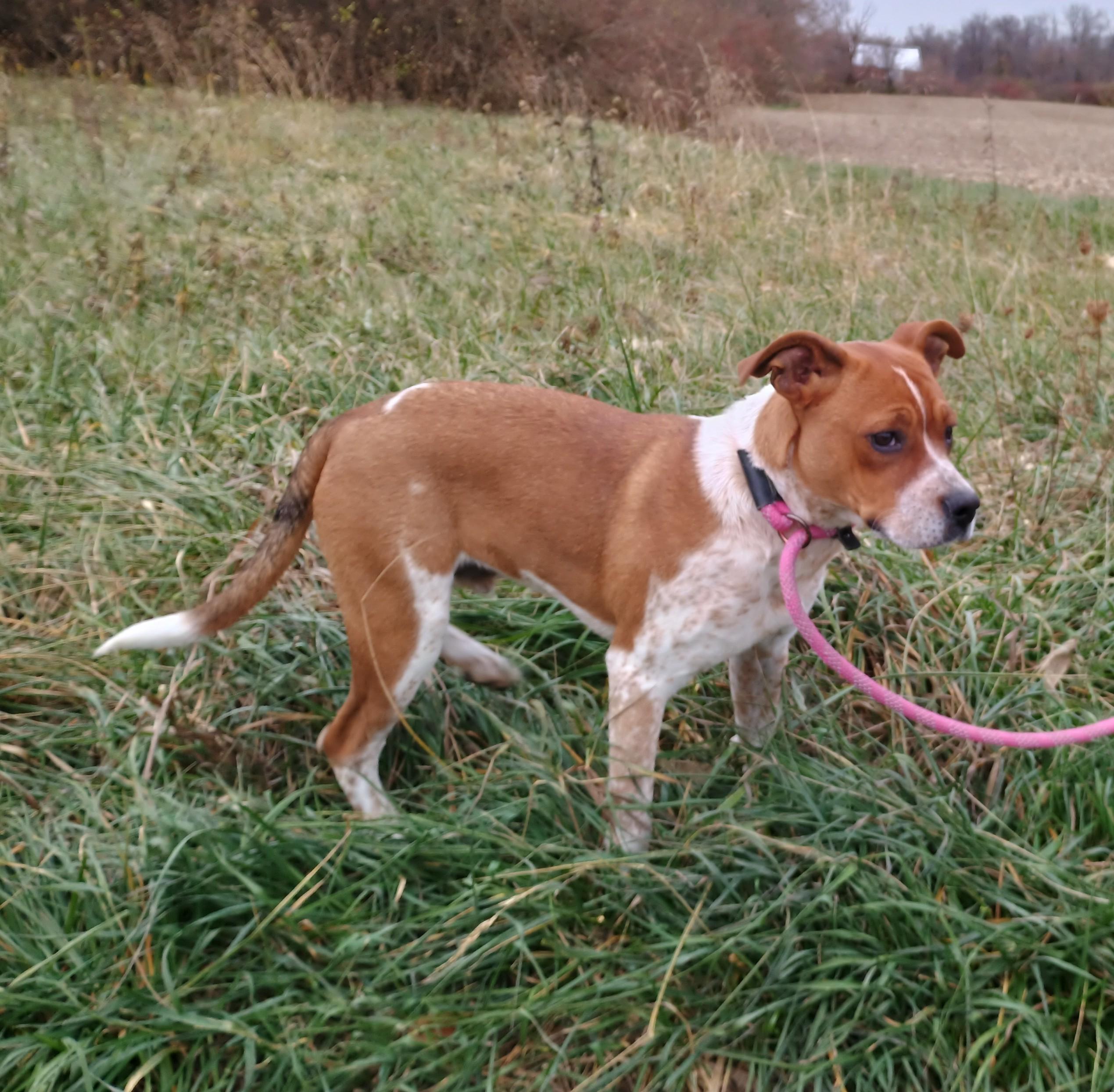 Enlarge Wilbur, a Adoptable mixed breed in Liberty, IN image 2/3