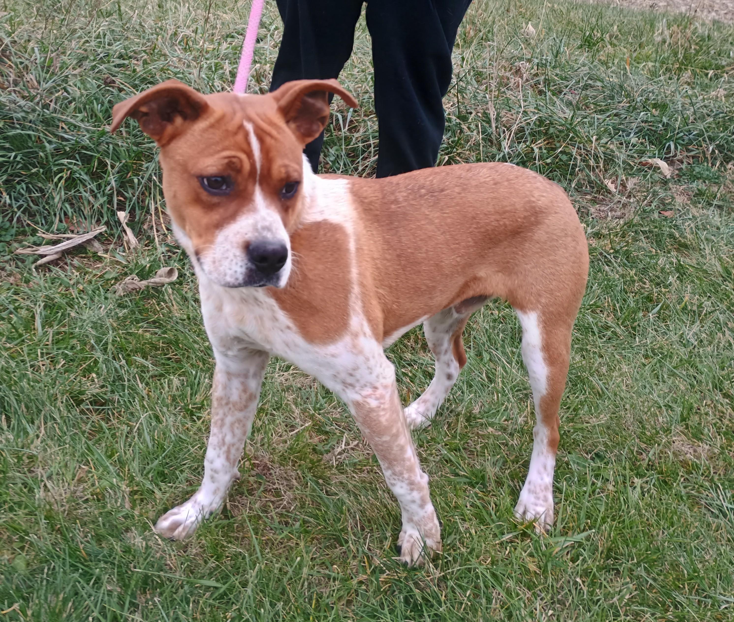 Enlarge Wilbur, a Adoptable mixed breed in Liberty, IN image 3/3