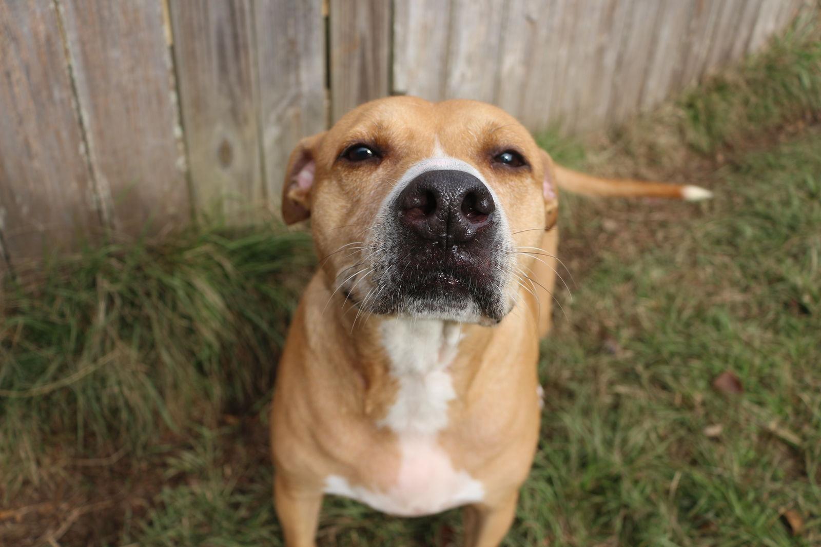 Cash, a Adoptable mixed breed in Jackson, MS image 2/6