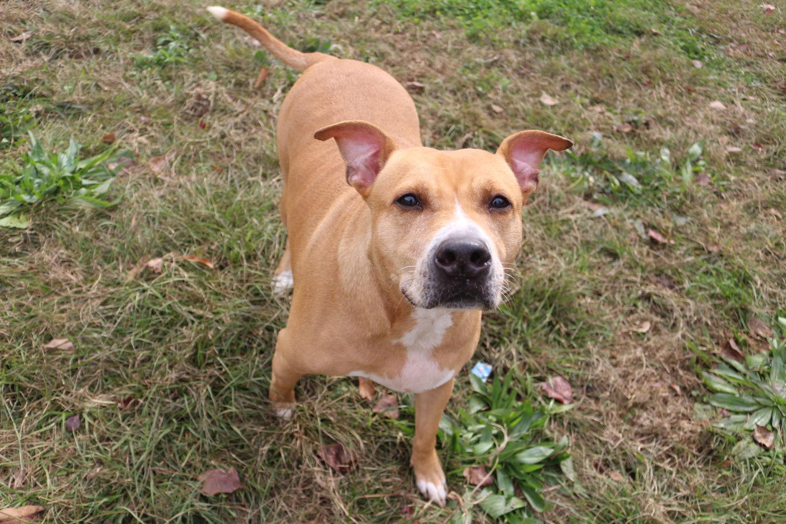 Cash, a Adoptable mixed breed in Jackson, MS image 3/6