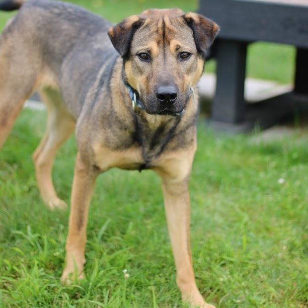 Enlarge Yzma, a Adoptable mixed breed in Battle Creek, MI image 1/5