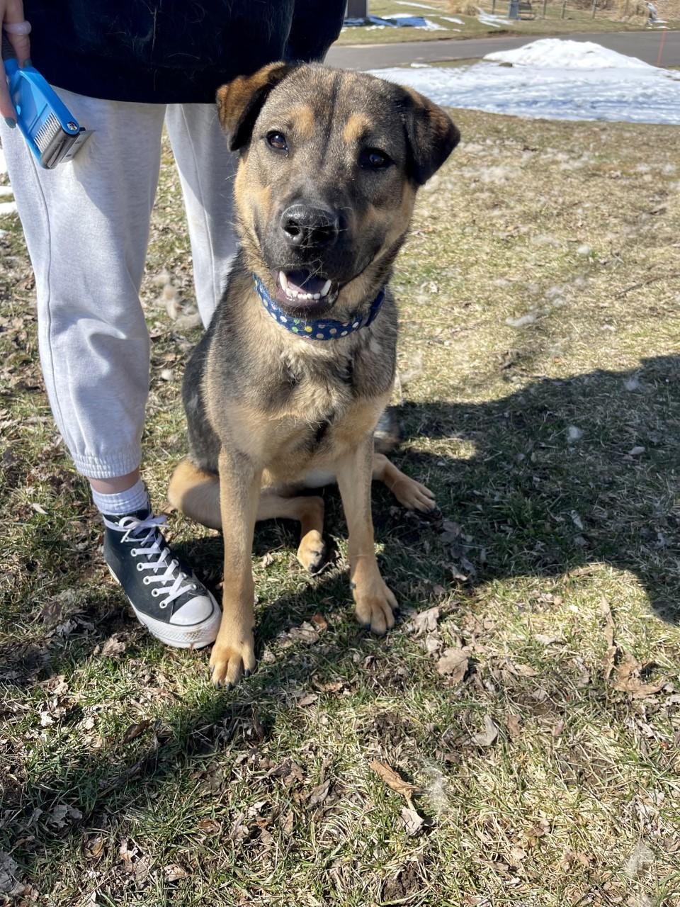 Enlarge Yzma, a Adoptable mixed breed in Battle Creek, MI image 5/5