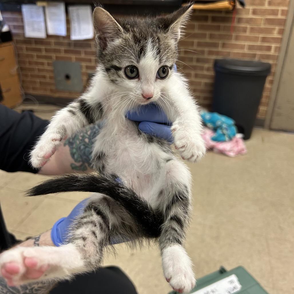 Neo, Adoptable, Kitten Female Domestic Short Hair.