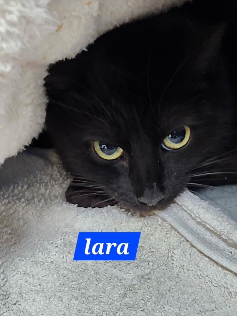 Enlarge Lara, a Adoptable mixed breed in Ellijay, GA image 3/4