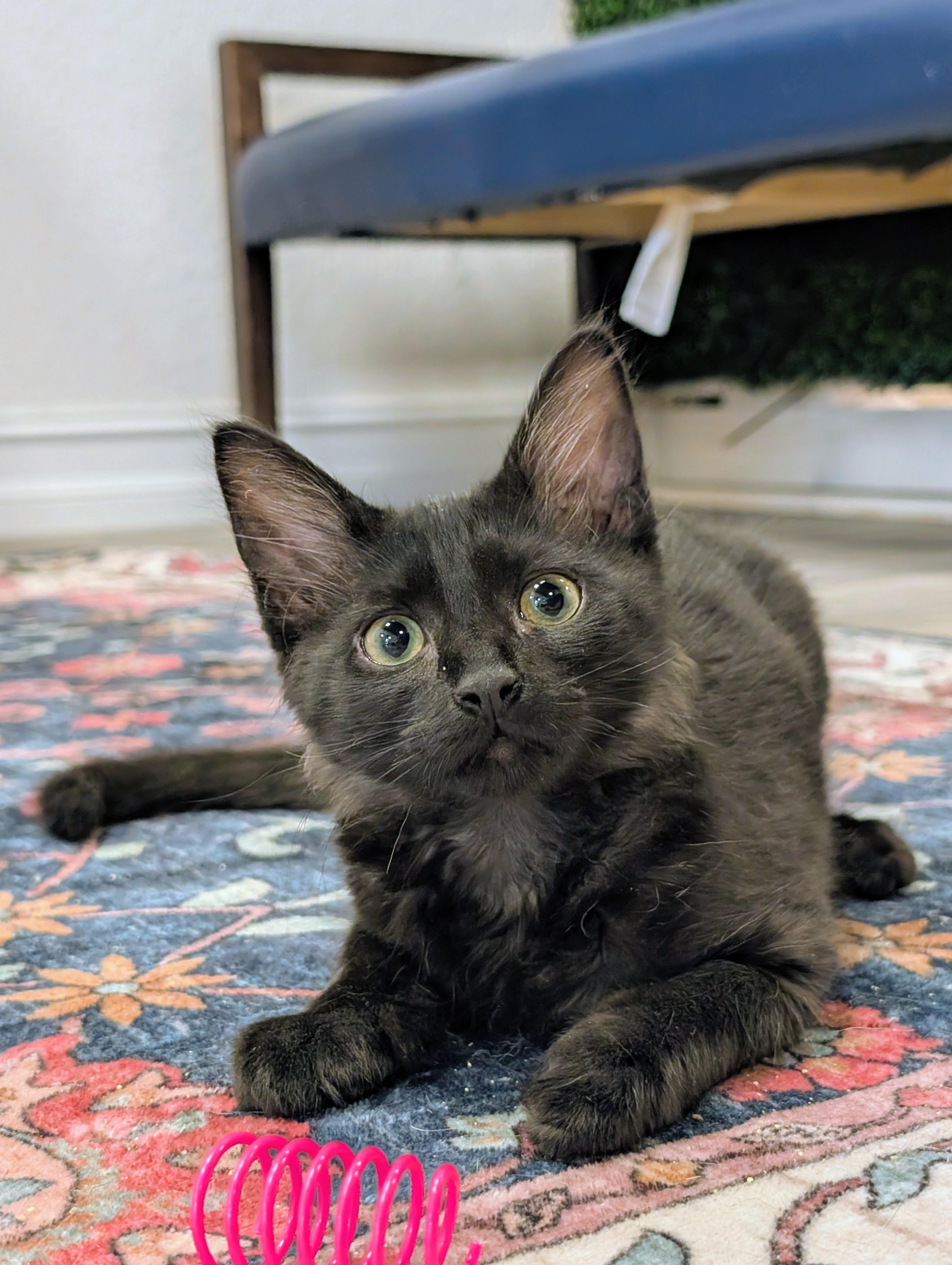 Enlarge Gulliver, an adopted Domestic Medium Hair in Palm Harbor, FL image 1/3