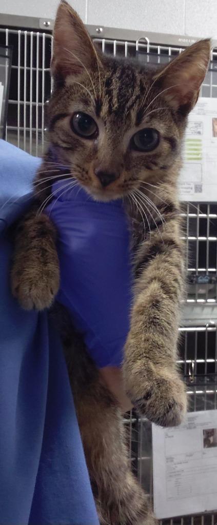Samson, Adoptable, Young Male Domestic Short Hair.