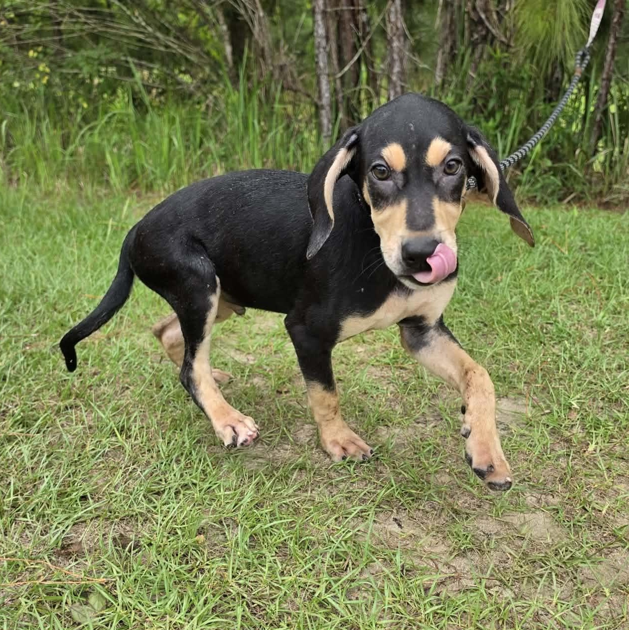 Travis, an adopted mixed breed in Jackson, MI image 4/5