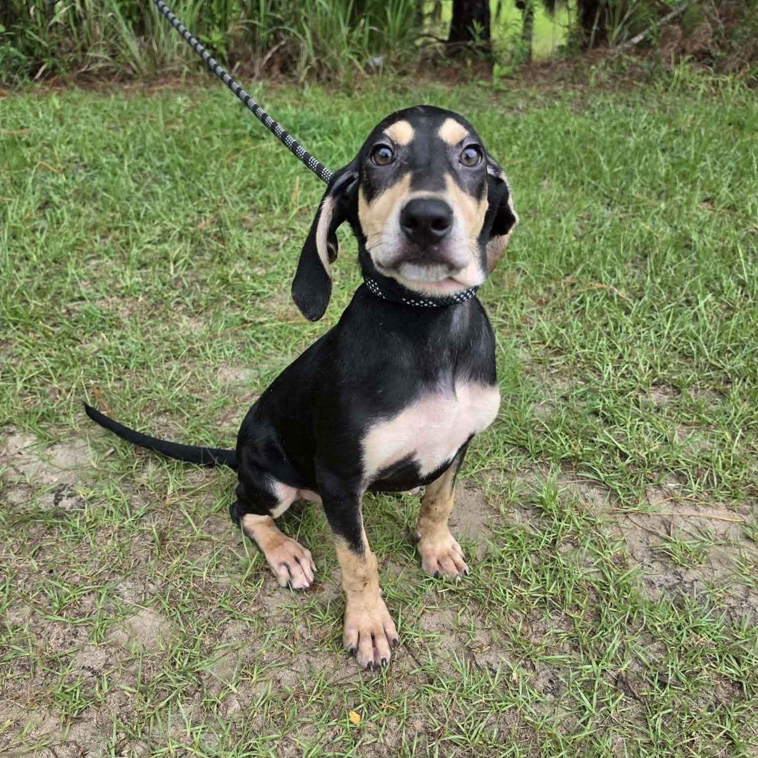 Travis, an adopted mixed breed in Jackson, MI image 5/5