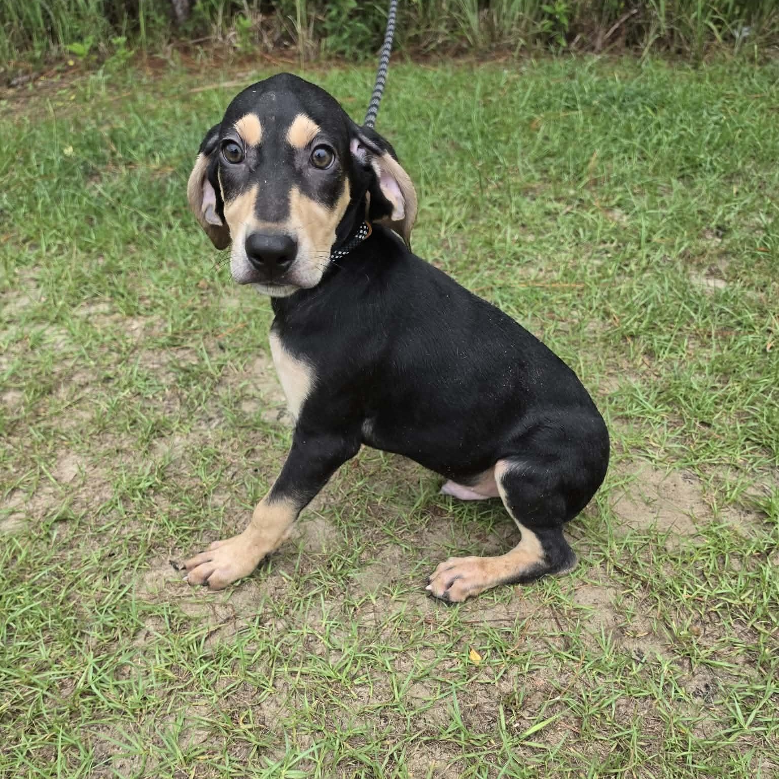 Travis, an adopted mixed breed in Jackson, MI image 3/5