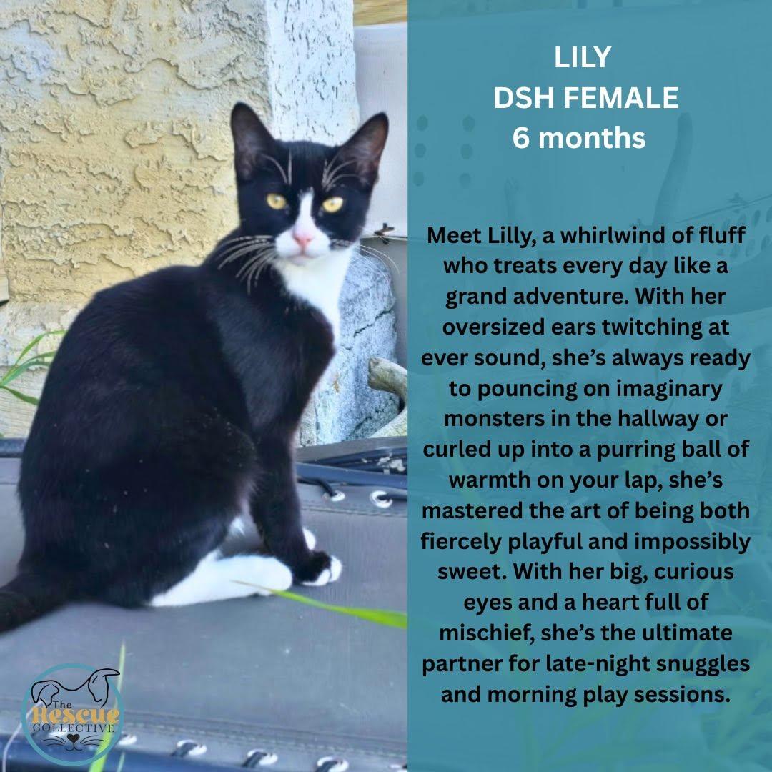 Enlarge Lily, a Adopted mixed breed in Clive, AB image 1/1