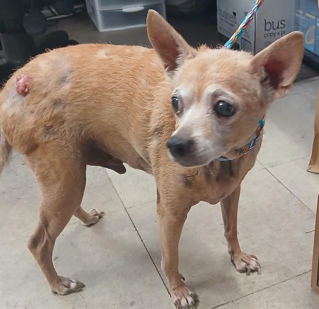 Enlarge PACO, a Adoptable mixed breed in Lodi, CA image 1/1