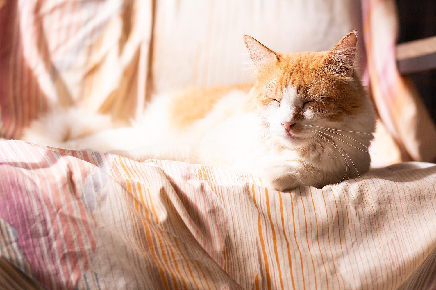 Mason, a Adoptable Domestic Long Hair in Marana, AZ image 3/5