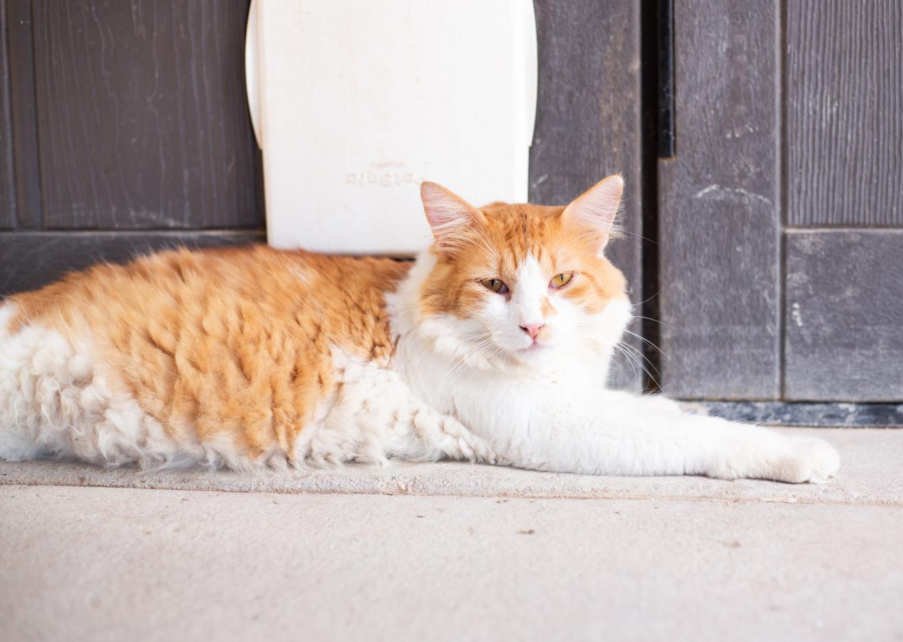 Mason, Adoptable, Adult Male Domestic Long Hair.