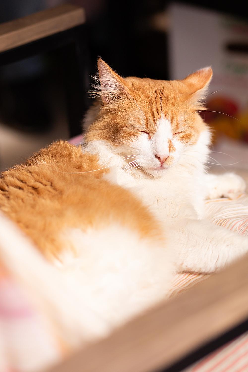 Mason — thumbnail 4