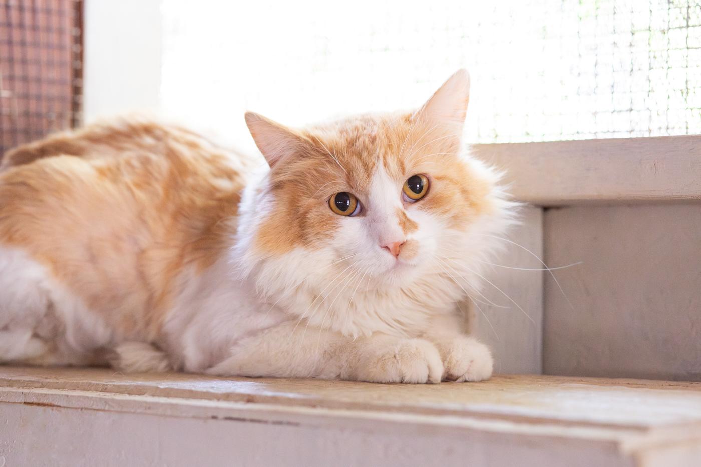 Mason, a Adoptable Domestic Long Hair in Marana, AZ image 4/5