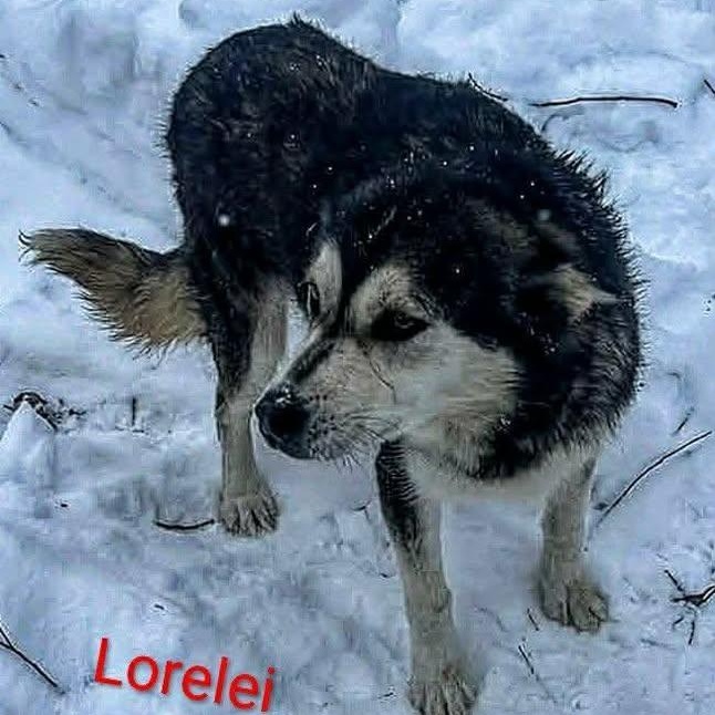 Lorelei (20260216-10) — thumbnail 2