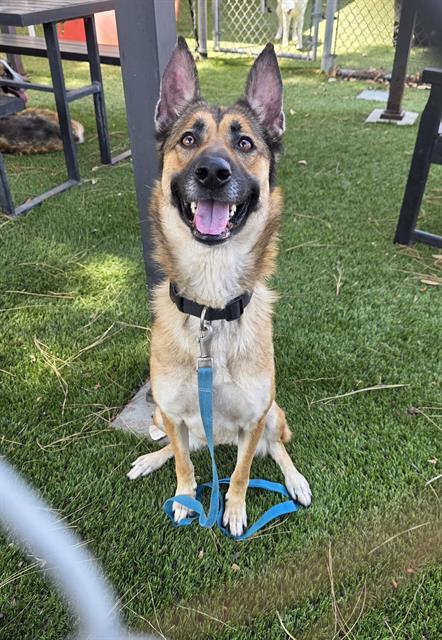 Enlarge BELLADONNA, a Adoptable Belgian Shepherd / Malinois in Downey, CA image 1/1