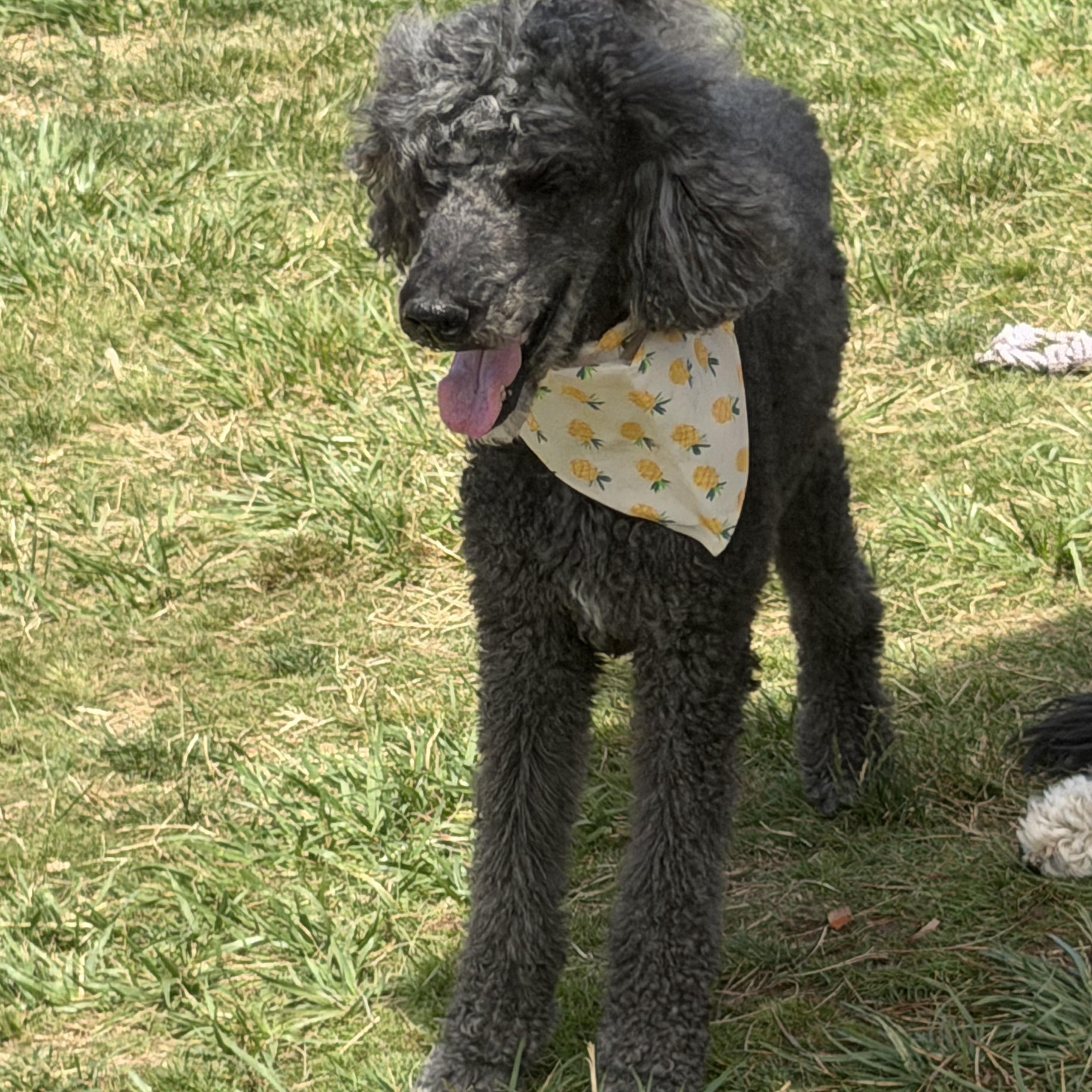Enlarge Mr. Handsome Ben, a Adoptable Standard Poodle in Ridgefield, WA image 2/6