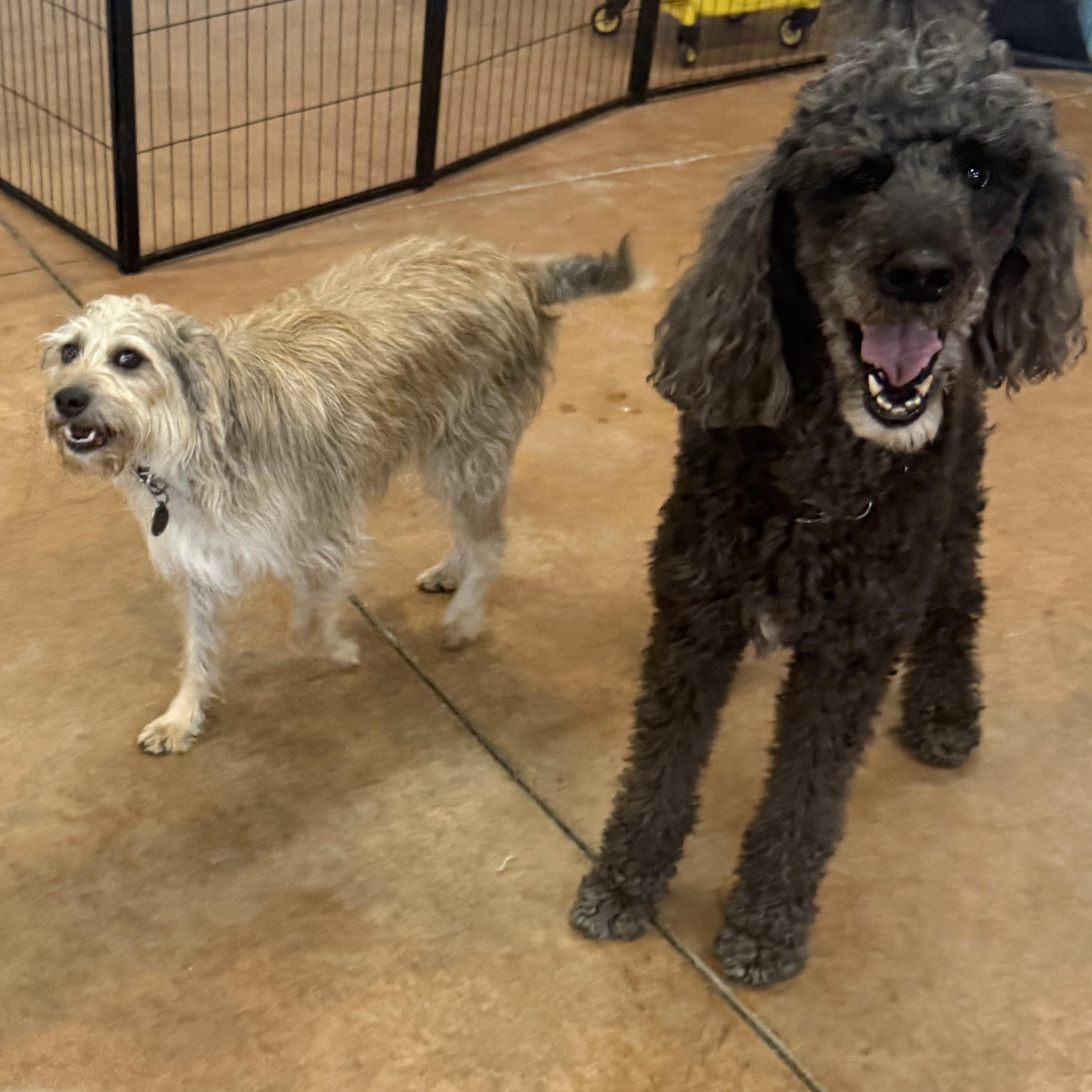 Enlarge Mr. Handsome Ben, a Adoptable Standard Poodle in Ridgefield, WA image 5/6