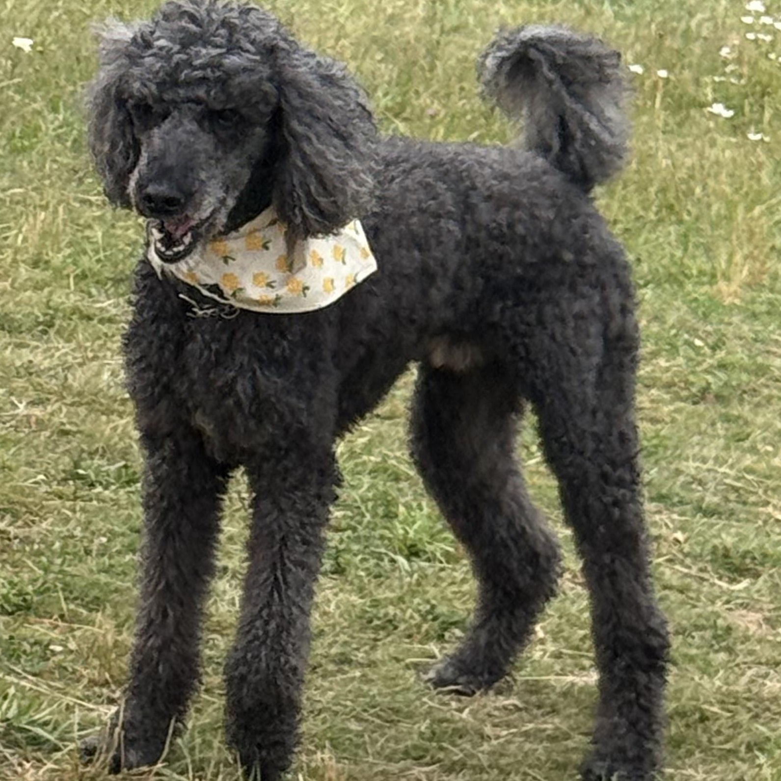 Mr. Handsome Ben, Adoptable, Adult Male Standard Poodle.
