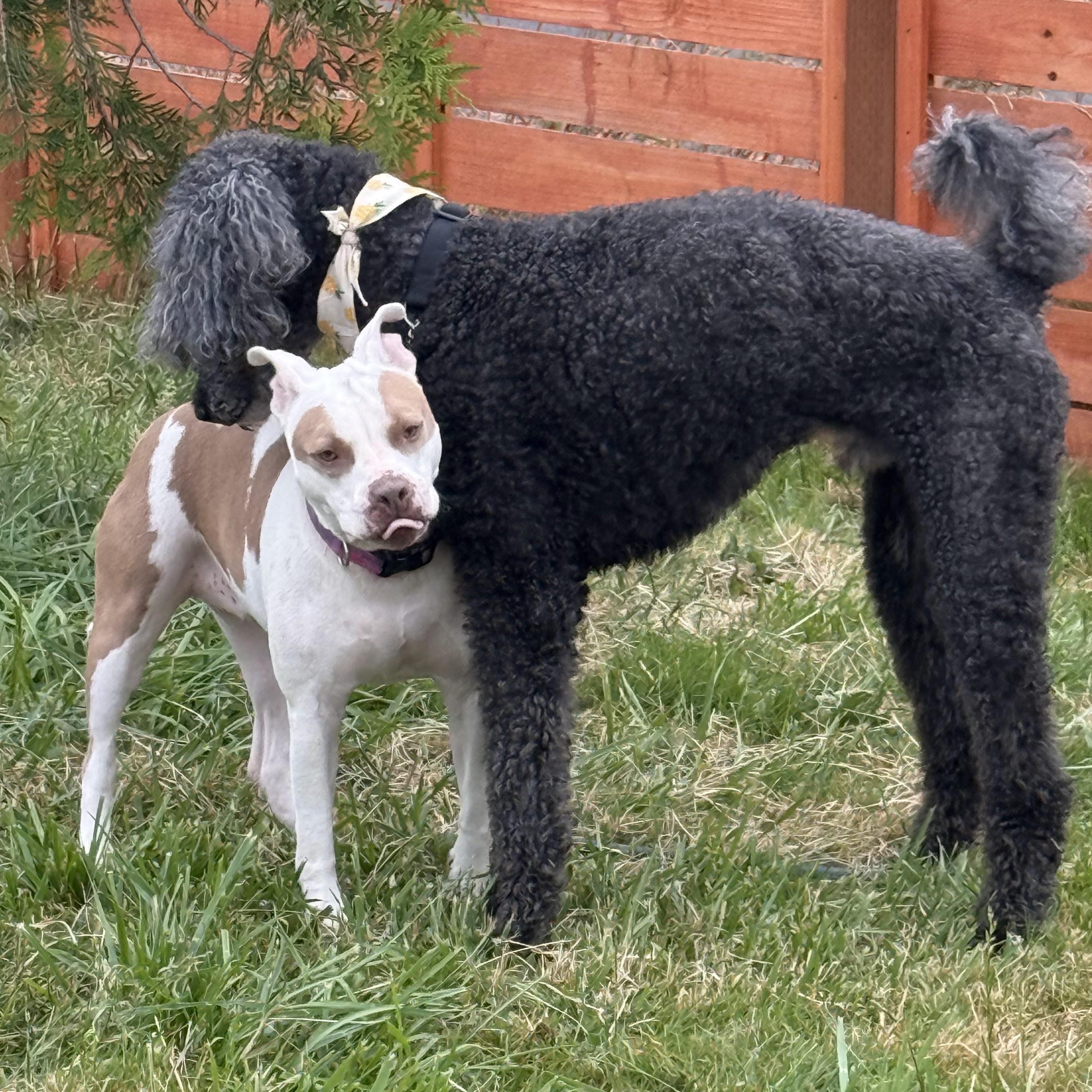 Enlarge Mr. Handsome Ben, a Adoptable Standard Poodle in Ridgefield, WA image 4/6