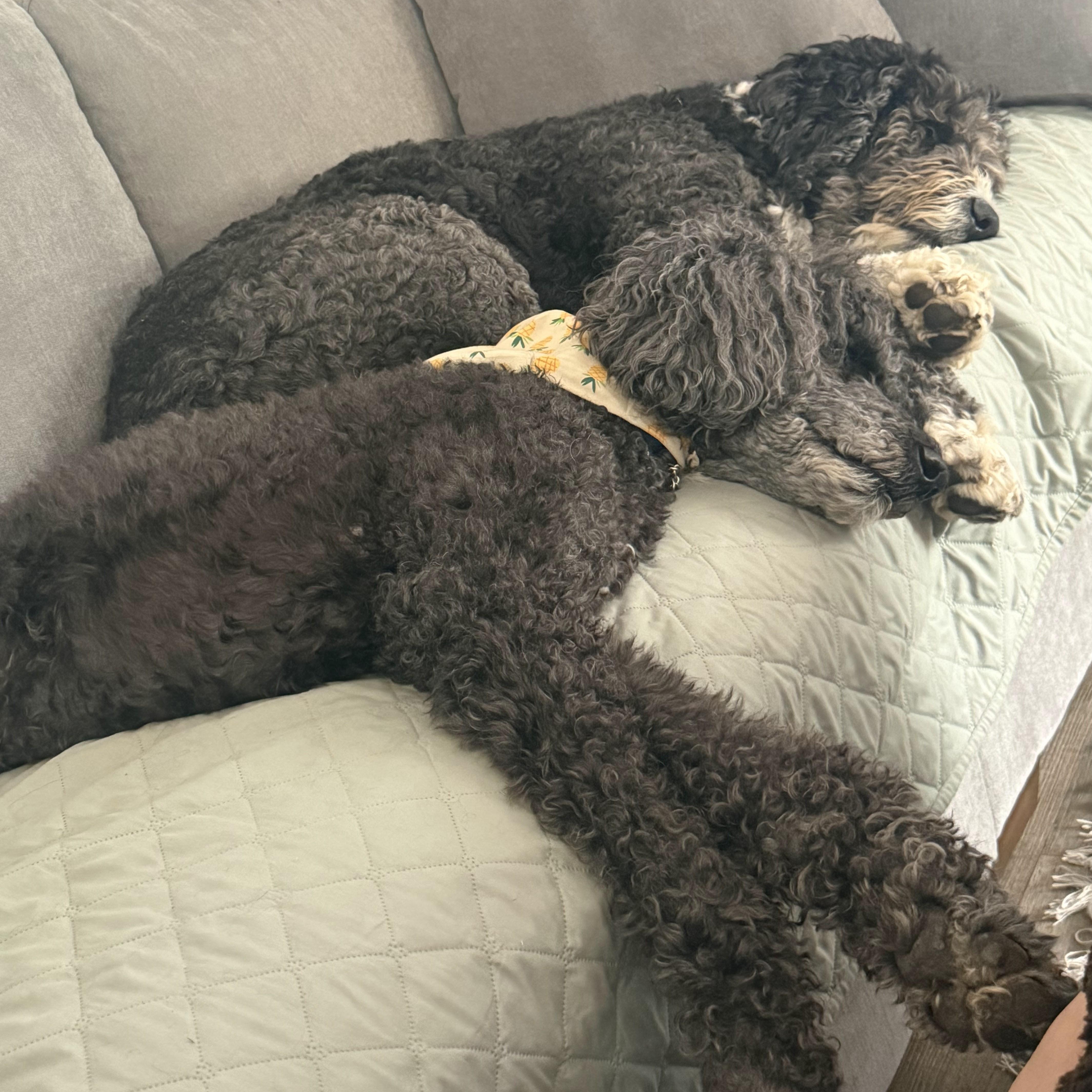Enlarge Mr. Handsome Ben, a Adoptable Standard Poodle in Ridgefield, WA image 3/6