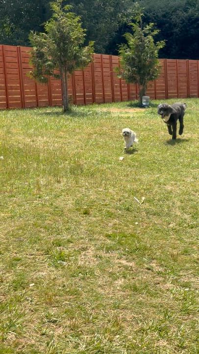 Enlarge Mr. Handsome Ben, a Adoptable Standard Poodle in Ridgefield, WA video 6/6