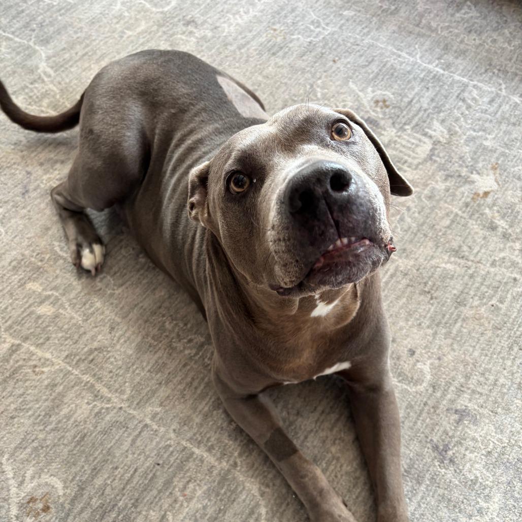 Enlarge Xena 50% off - in Foster, a Adoptable Pit Bull Terrier in Springfield, MA image 1/6