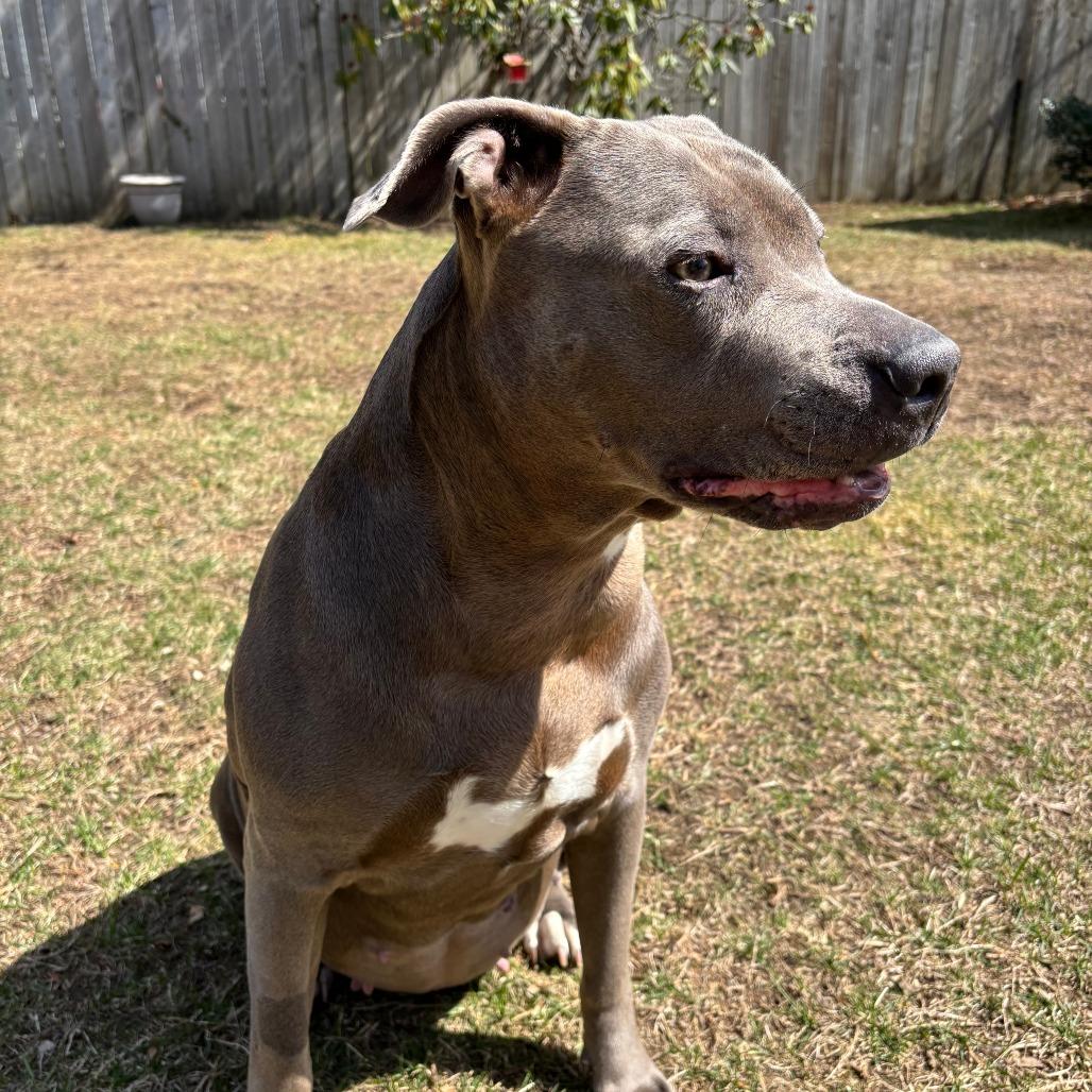 Enlarge Xena 50% off - in Foster, a Adoptable Pit Bull Terrier in Springfield, MA image 2/6