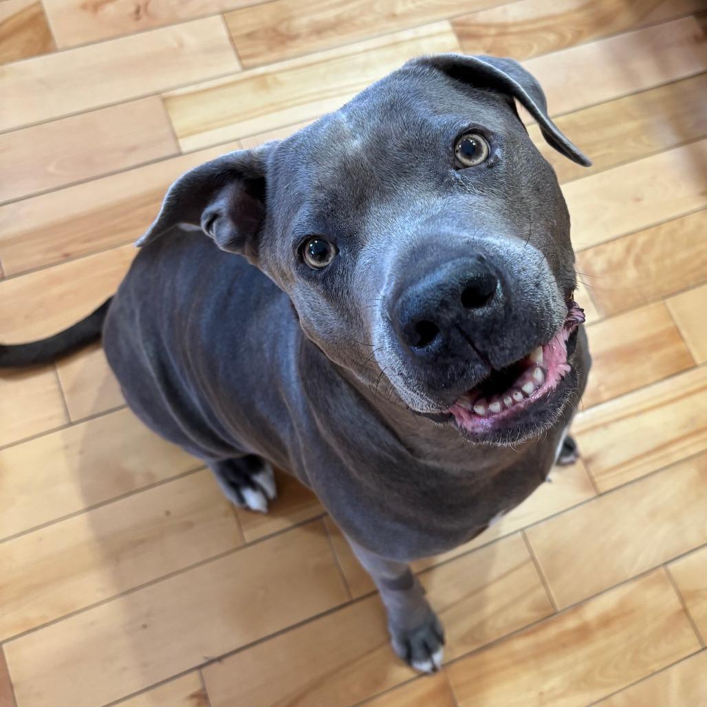 Enlarge Xena 50% off - in Foster, a Adoptable Pit Bull Terrier in Springfield, MA image 3/6